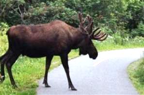 Moose are frequently encountered